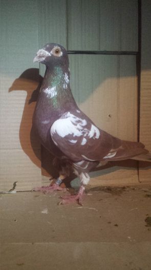 m 2015 - miulemans