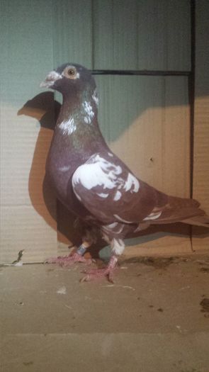 20160130_185512 - miulemans