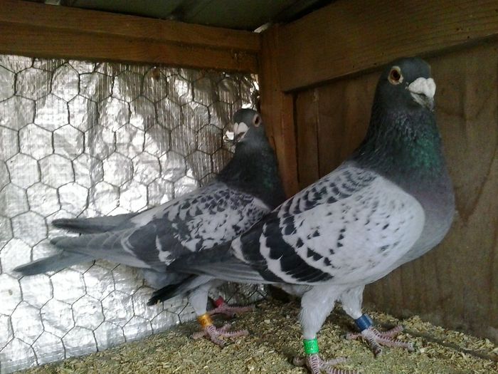 20160129_144427 - FOTO PORUMBEI