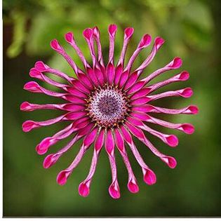 Osteospermum 1ron