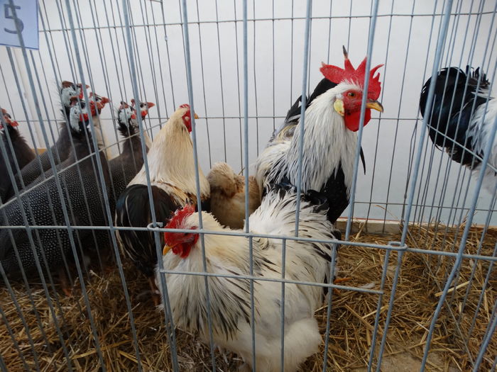 DSC09279 - Expo Pajura Stefanesti ianuarie 2016