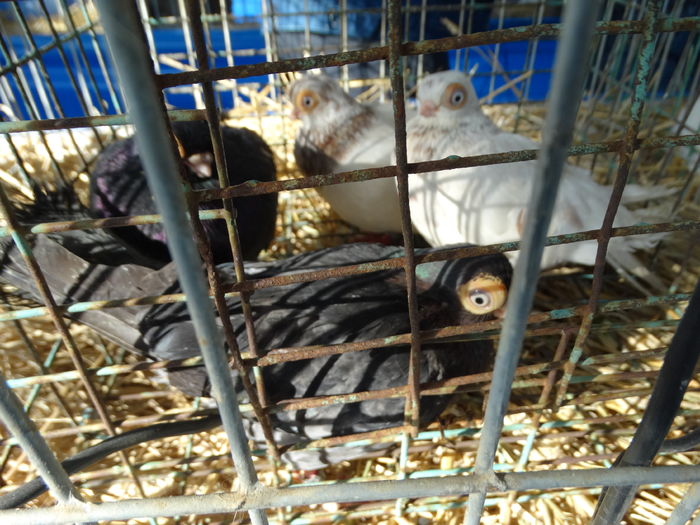 DSC09281 - Expo Pajura Stefanesti ianuarie 2016