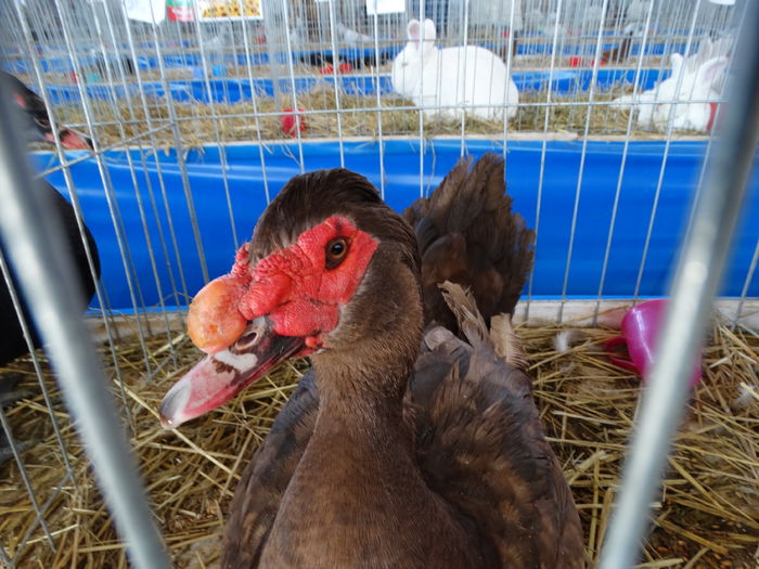 DSC09283 - Expo Pajura Stefanesti ianuarie 2016