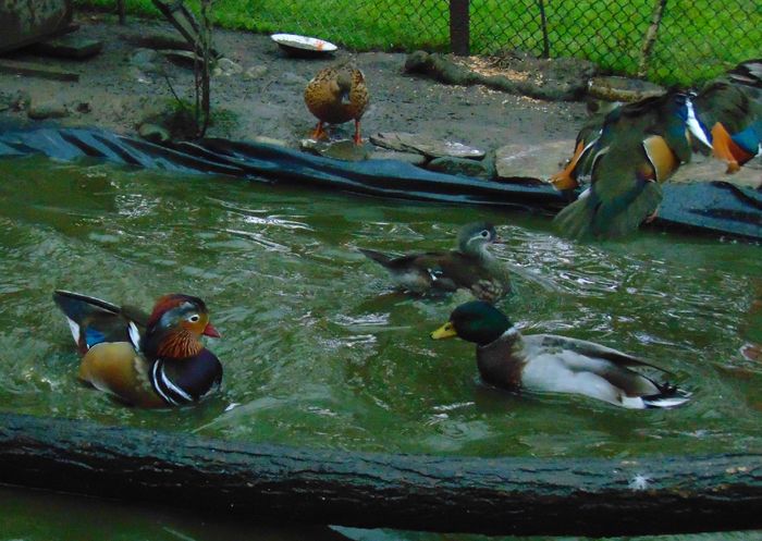 si-a zburat... :) - Boboc Rate Mandarin 2014