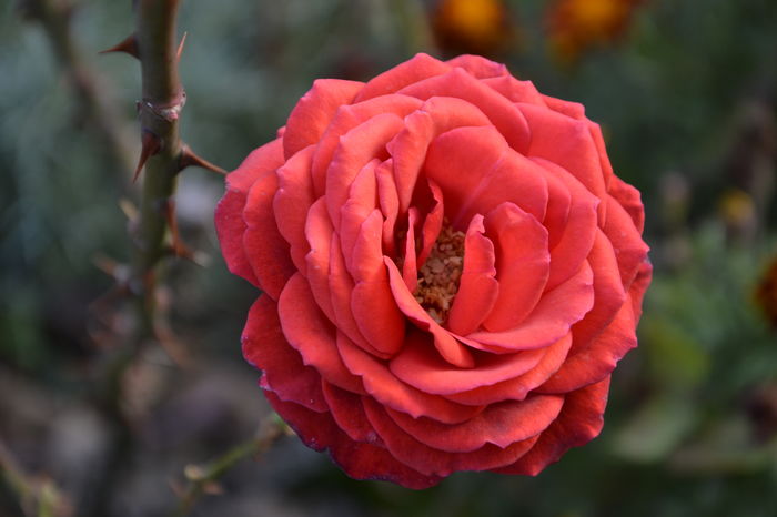  - TRANDAFIRI - schimb sau vand