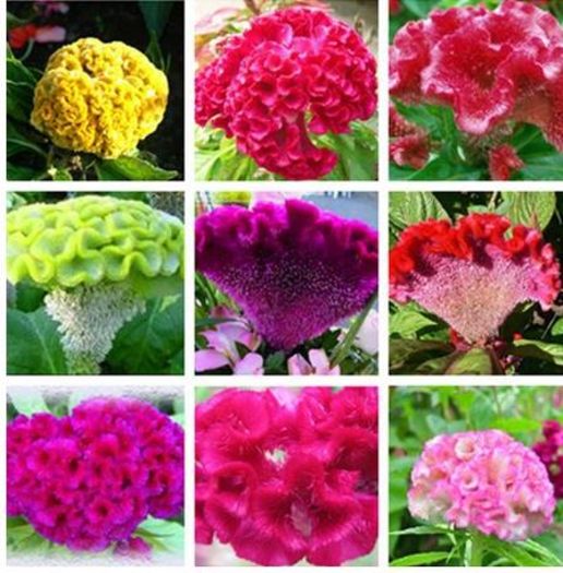 CELOSIA MIX 1ron