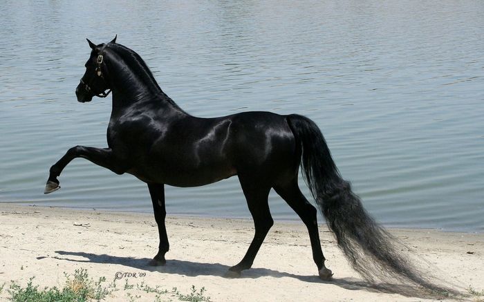 174305-R3L8T8D-1000-black-Arabian-horse-hd-wallpapers-best-background-images - FRUMUSETI