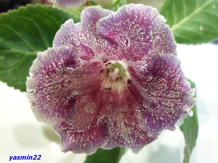 074   20 oct.2015 - Gloxinia Dozhdinka-pierdut