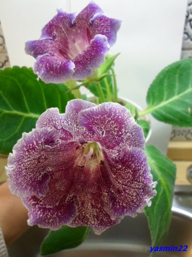 076  20 oct.2015 - Gloxinia Dozhdinka-pierdut