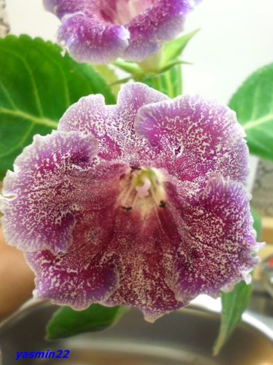 078  20 oct.2015 - Gloxinia Dozhdinka-pierdut