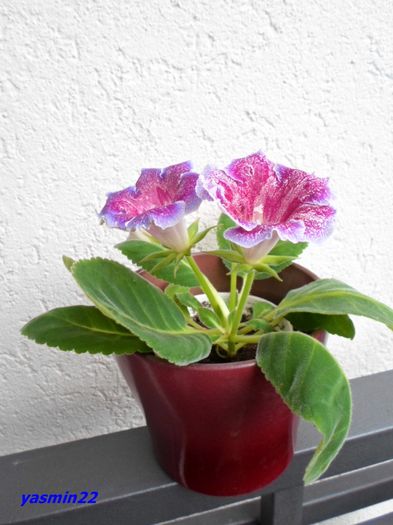 079  20 oct.2015 - Gloxinia Dozhdinka-pierdut