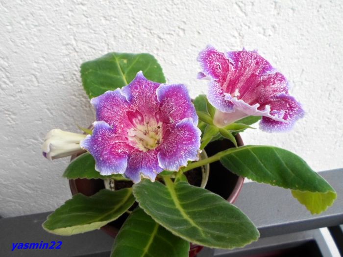 081   20 oct.2015 - Gloxinia Dozhdinka-pierdut