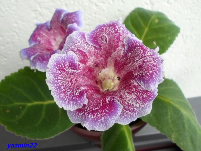 082   20 oct.2015 - Gloxinia Dozhdinka-pierdut