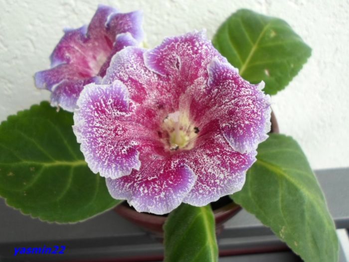 083  20 oct.2015 - Gloxinia Dozhdinka-pierdut