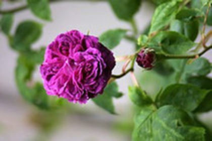 reine des  violettes------gasit - Trandafiri-dorinte 2016