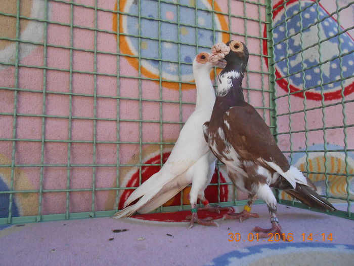 PERECHEA NR. 4
