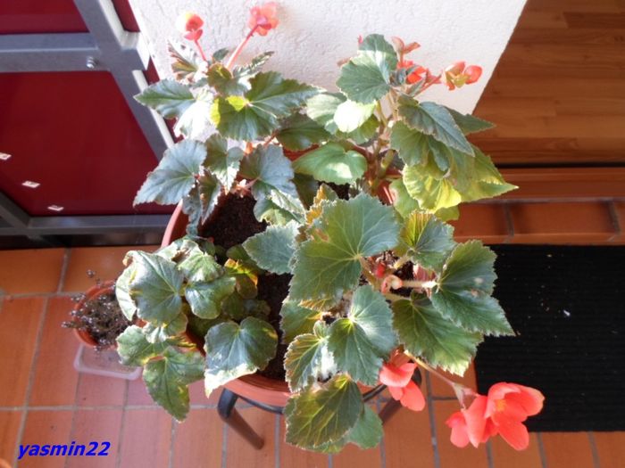 056   20 oct.2015 - 5-Begonia