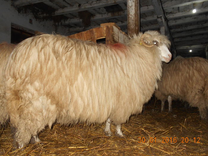 Picture 011 - Balele 2016-2017