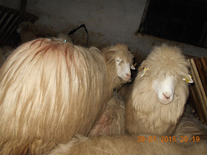 Picture 032 - Balele 2016-2017