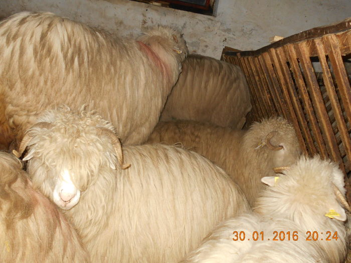 Picture 042 - Balele 2016-2017