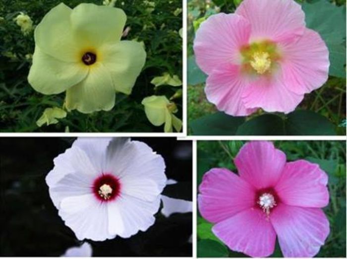 GIANT HIBISCUS MIX 3,5ron