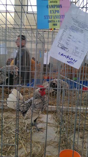 Campion expo stefanesti ..95 P - Sebright argintiu 2016