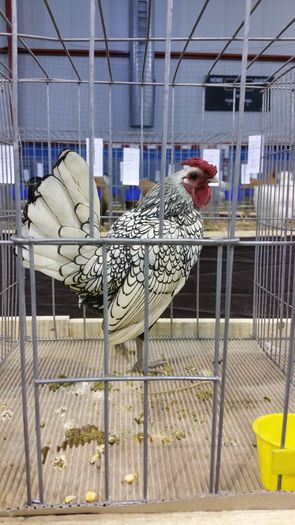 Campion județean  ..mioveni - Sebright argintiu 2016