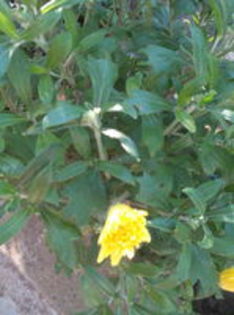 crizantema - Crizantema ce infloreste de doua ori pe an 2015