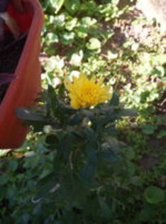  - Crizantema ce infloreste de doua ori pe an 2015