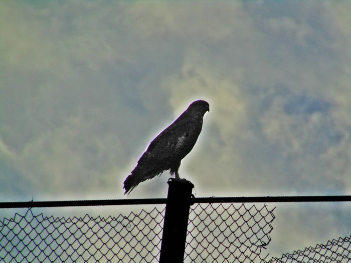 ce sa fie ? uliu, soim ?