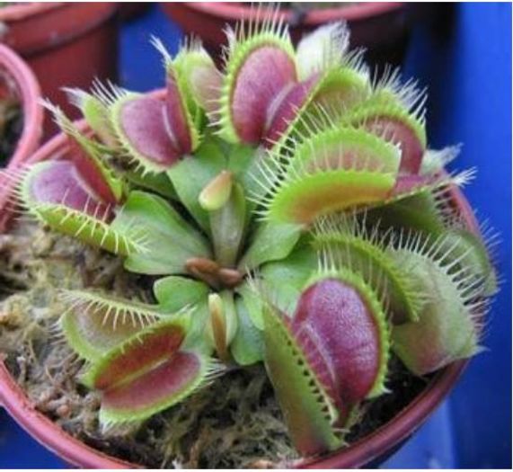 DIONAEA MUSCIPULA 1,5ron