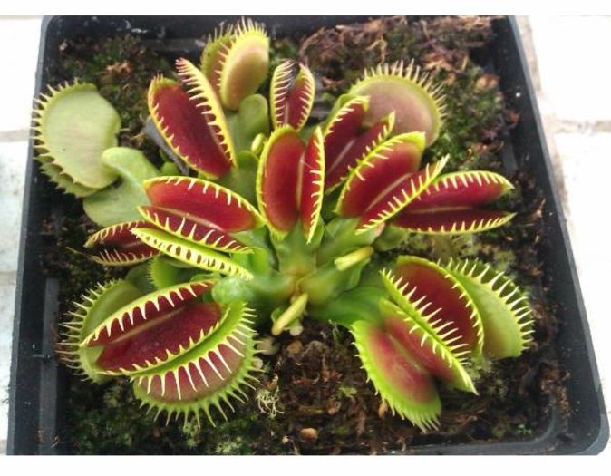 DIONAEA MUSCIPULA 1,5ron
