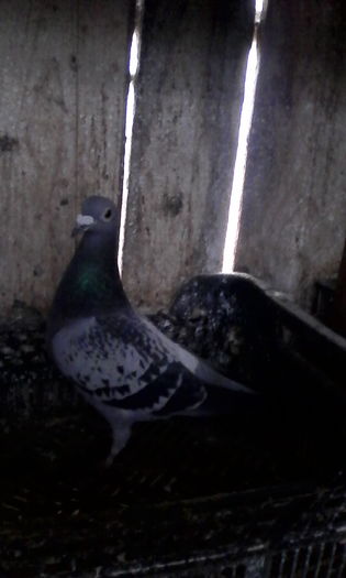 IMG_20160131_110342; F 2012
