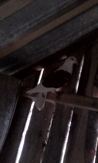 IMG_20160131_105950; F 2013
