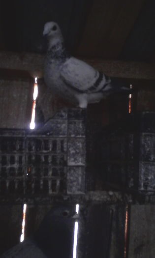 IMG_20160131_105344; F 2013
