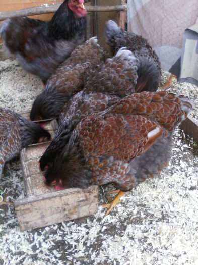 IMG_20160130_153611 - WYANDOTTE ROSU-ALBASTRU 2015-2016