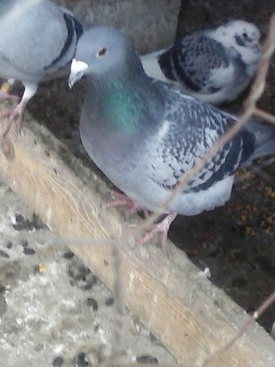 CAM01098 - porumbei in noiembrie 2015