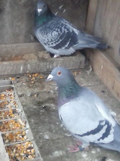 CAM01100 - porumbei in noiembrie 2015