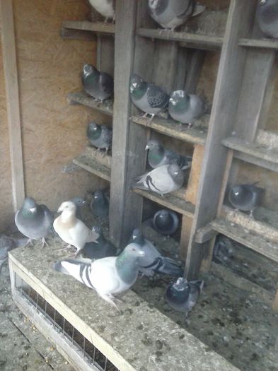 CAM01105 - porumbei in noiembrie 2015