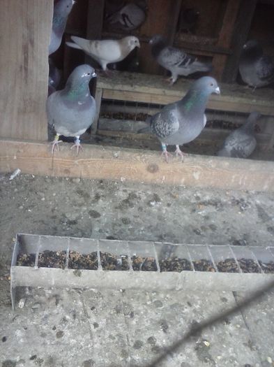 CAM01113 - porumbei in noiembrie 2015