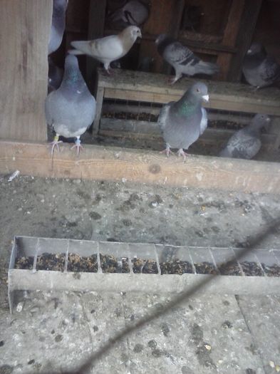 CAM01114 - porumbei in noiembrie 2015