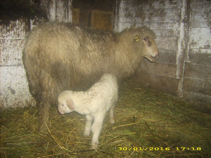 ian 2016 003 - D  -Caprine si ovine