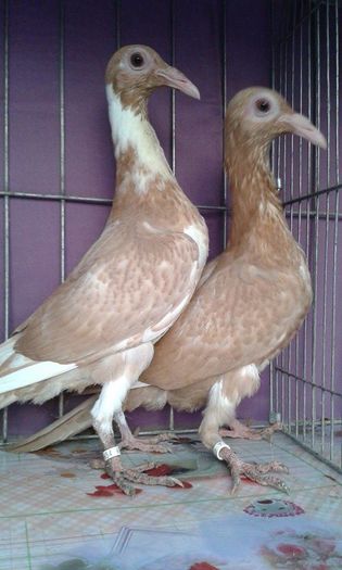 12165848_1043037445728443_1714542436_n