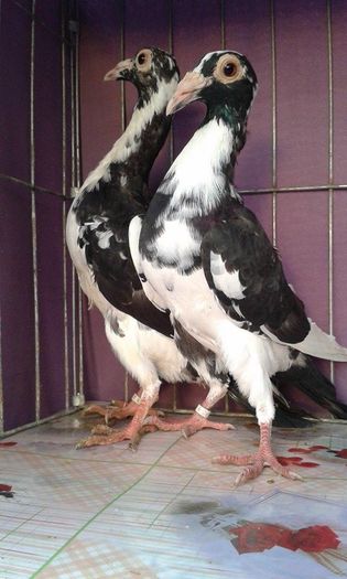 12165853_1043037782395076_463534994_n (1)