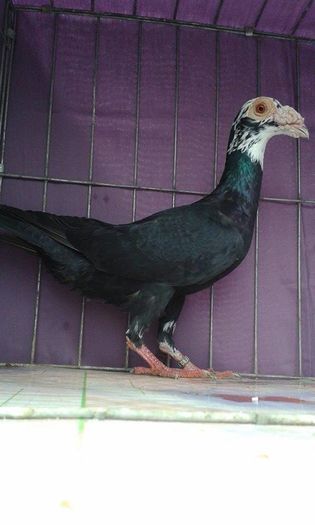 12166376_1043039065728281_1328073963_n