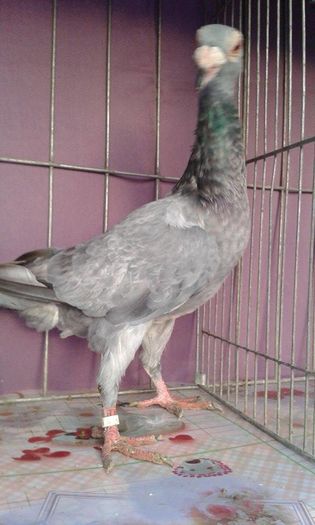 12166422_1043037669061754_1748751278_n