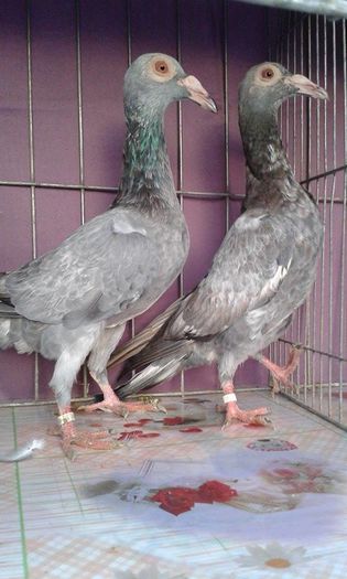 12166467_1043037655728422_964677224_n