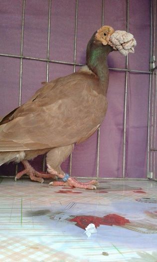 12166478_1043037982395056_60857884_n