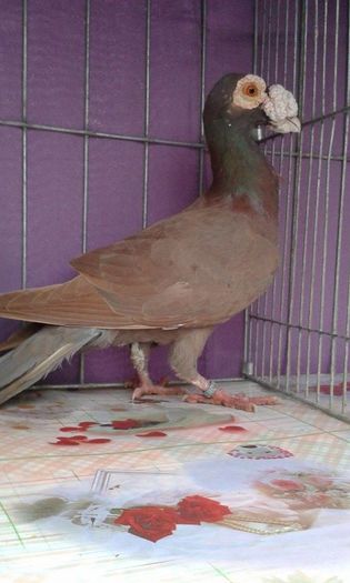 12166545_1043038962394958_790623595_n