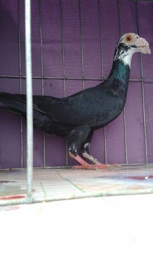 12166961_1043026832396171_967077534_n